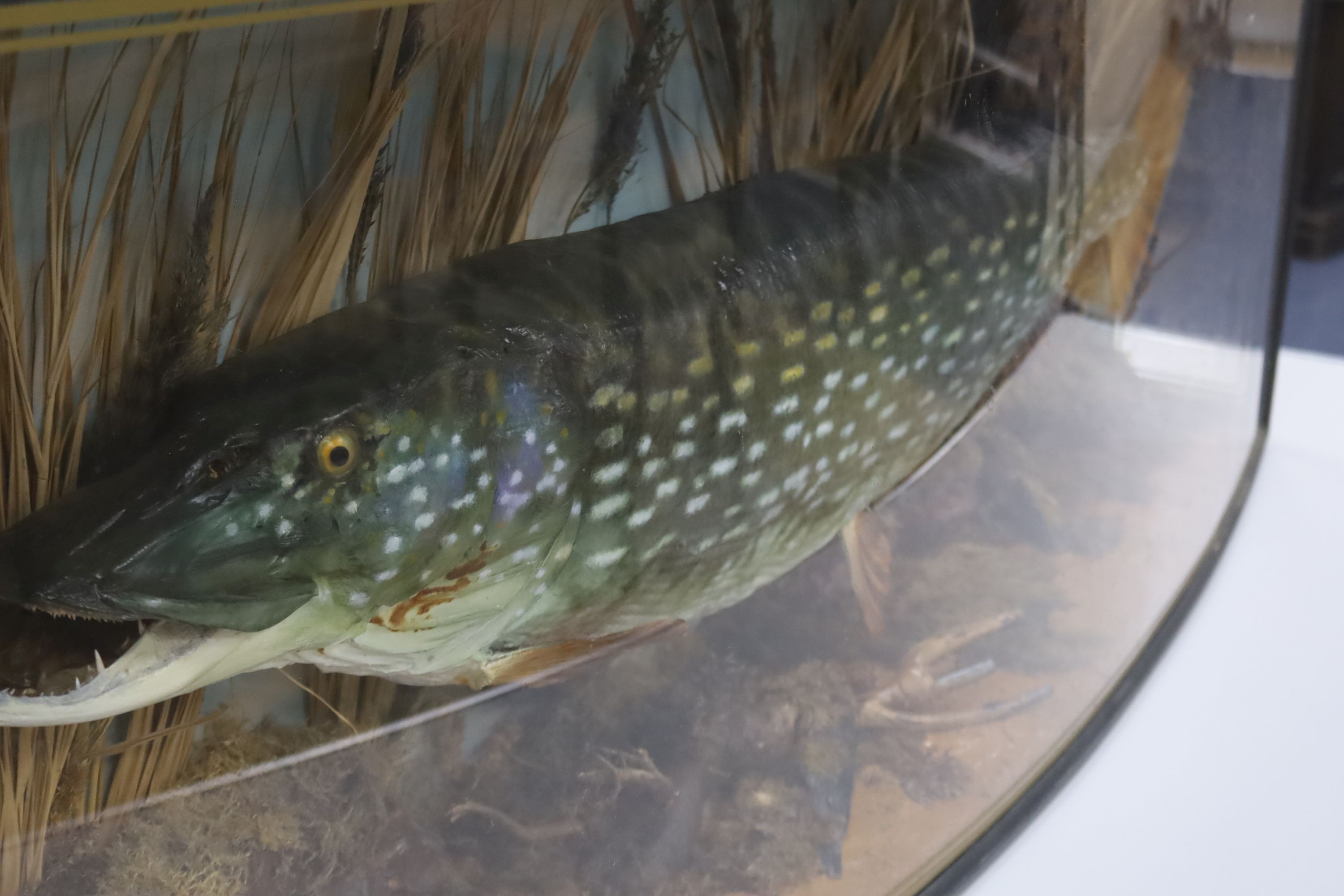 A large cased taxidermic pike, 35lbs 20oz., in bowfronted display case, width 138m height 52cm